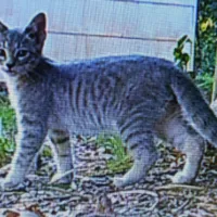 Lost Cat, Young Gray Tabby in Seven Lakes
