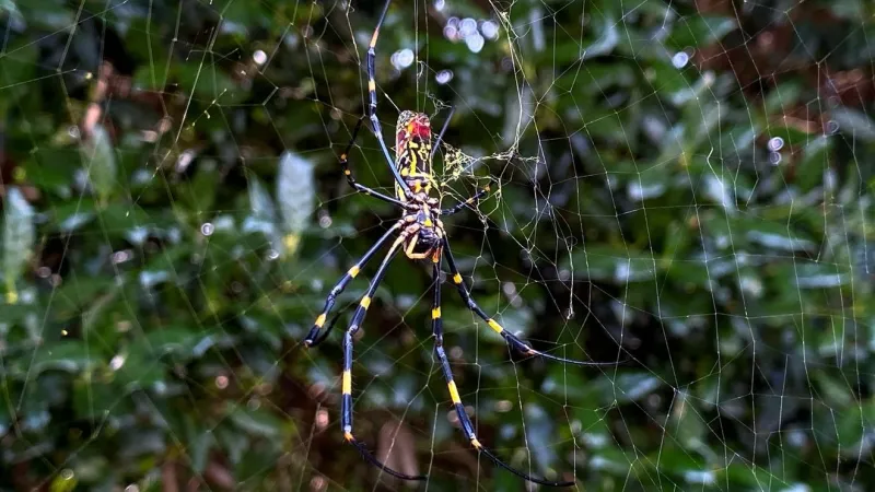 Invasive Joro spiders spread across western North Carolina