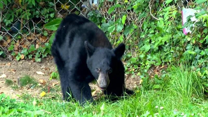 Public hearing set on proposed bear-feeding rule for Buncombe County