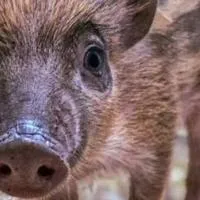 Pig Deal! Record litter of critically endangered piglets born at NC Zoo