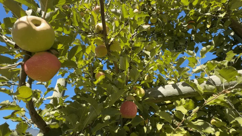 Orchard ready ahead of Waynesville Apple Harvest Festival rolling into town