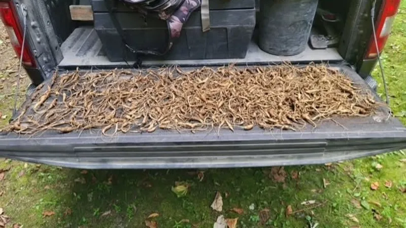 71 people charged for illegally harvesting ginseng in North Carolina this year: officials