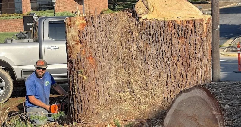 Prominent Wilkesboro evergreens felled