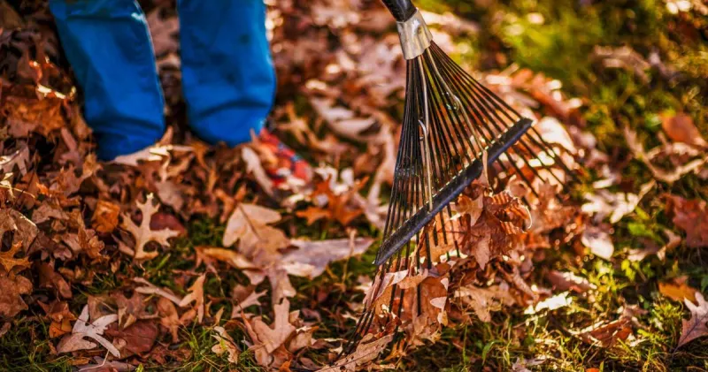 Davidson residents urged to take part in 'Leave the Leaves' effort this fall