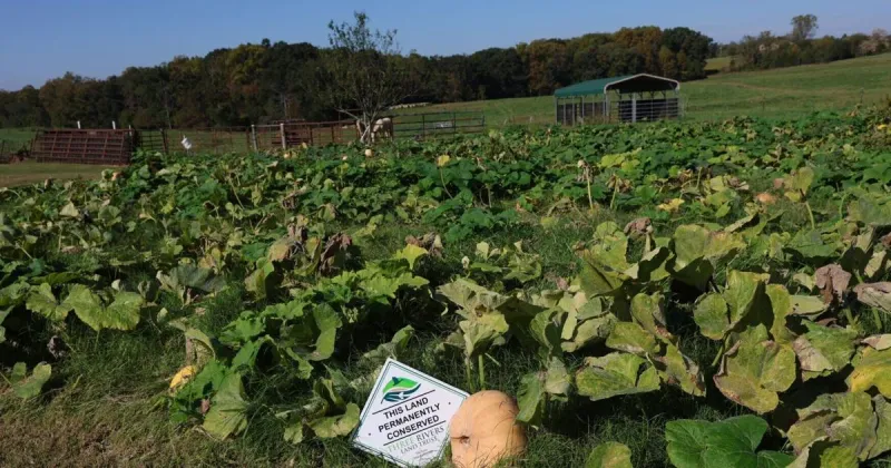 Three Rivers Land Trust permanently conserves 78 acres in Iredell and Yadkin counties