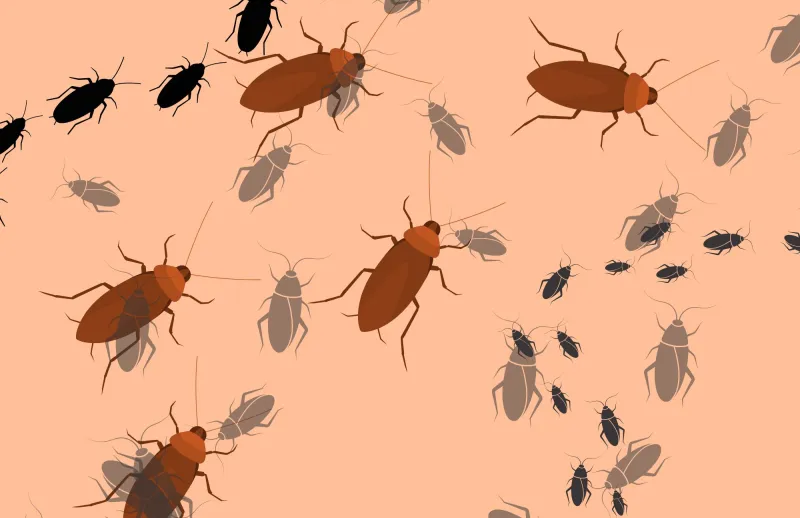 Students concerned about cockroaches on campus