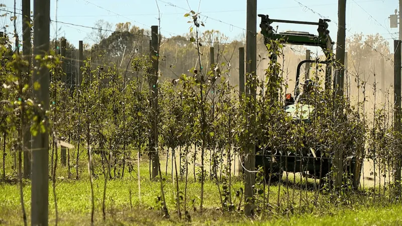 Rising costs, labor concerns weigh on local farmer ahead of NC-11 election