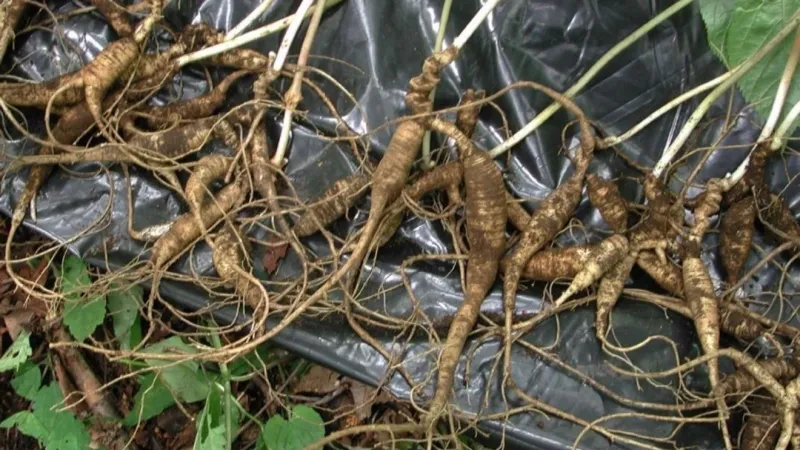 Illegal ginseng harvesting in North Carolina threatens wild populations: officials