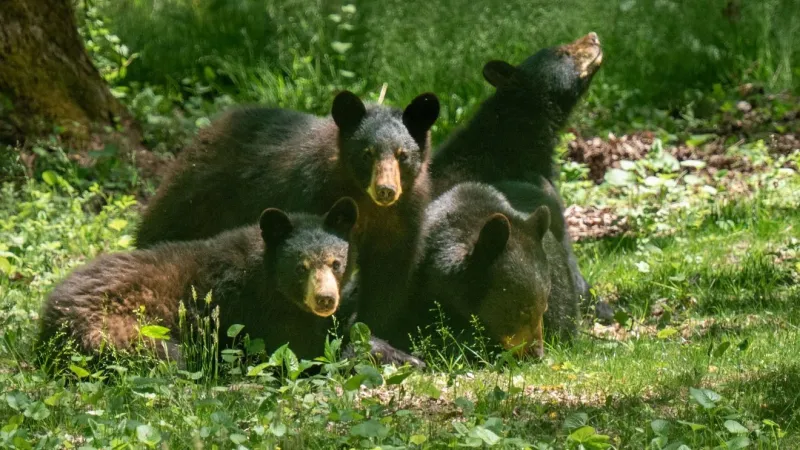 Buncombe County bear-feeding ban takes effect amid rise in human-bear interactions
