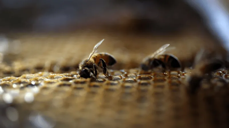 Bee-lieve it or not, NCDOT safely moved a hive after spotting it in a risky tree