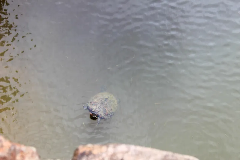 Turtles and trails