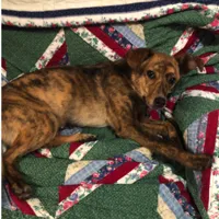 Found Dog, Small Brindle Mixed Breed in Aberdeen