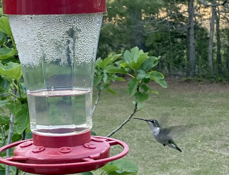 Don't bid farewell to hummers without deserved appreciation