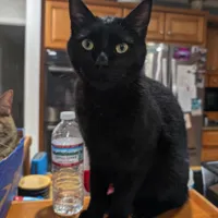 Lost Cat, Black Cat in Foxfire (Linden Road area)