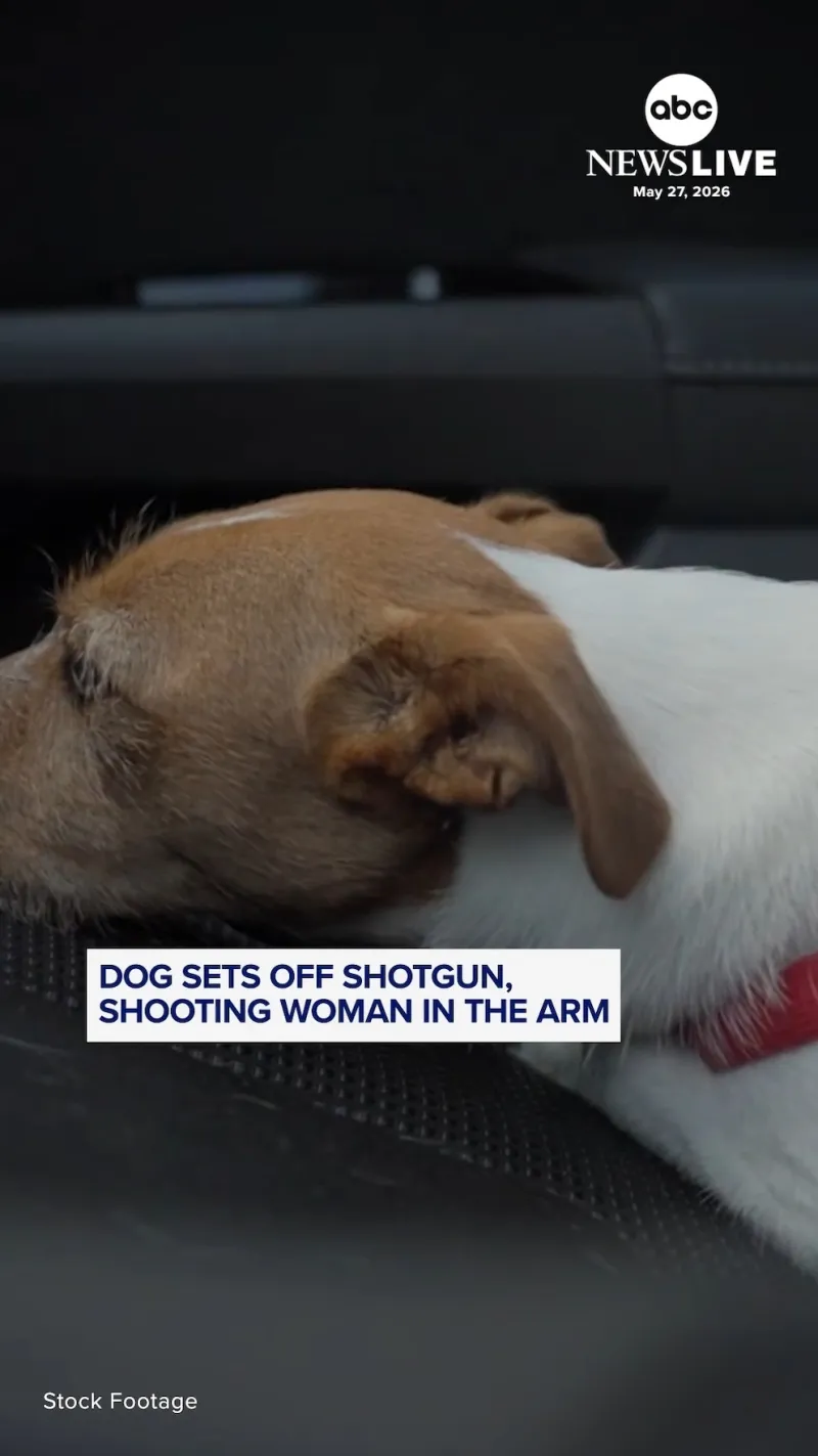 Dog sets off shotgun, shooting woman in the arm