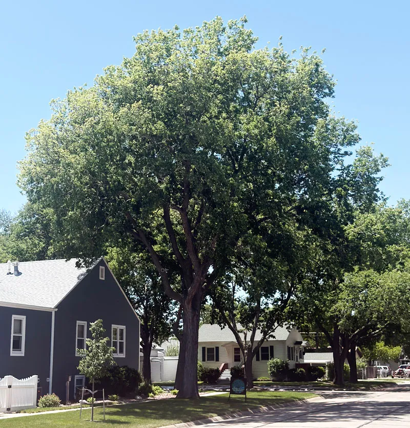 Trees keep thriving in North Platte