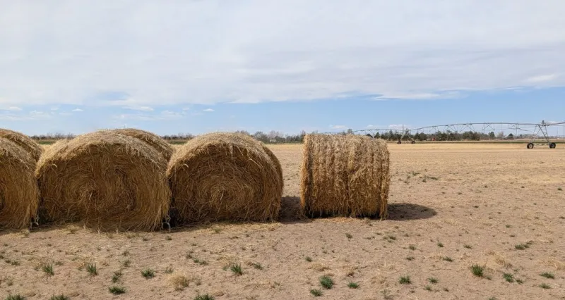 Precipitation insurance deadline approaches for annual forage planted in 2026-2027