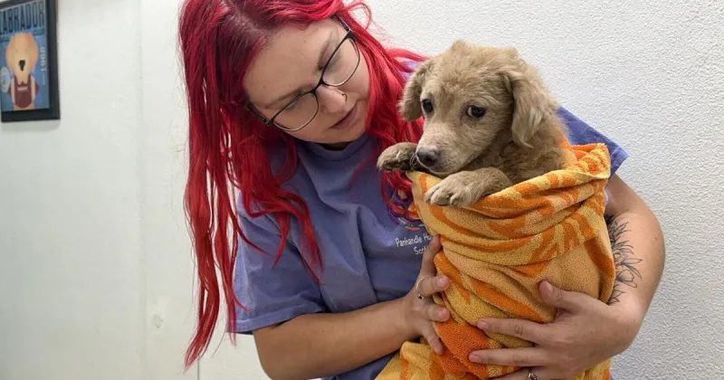 Community answers call to aid animal rescue: Support boosts Panhandle Humane Society efforts as dogs in animal hoarding case recover