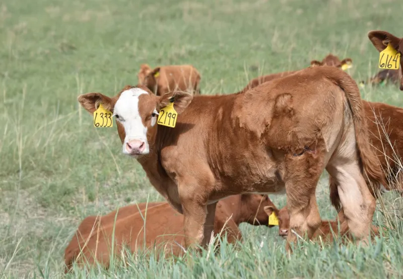 Early weaning strategies for challenging forage conditions