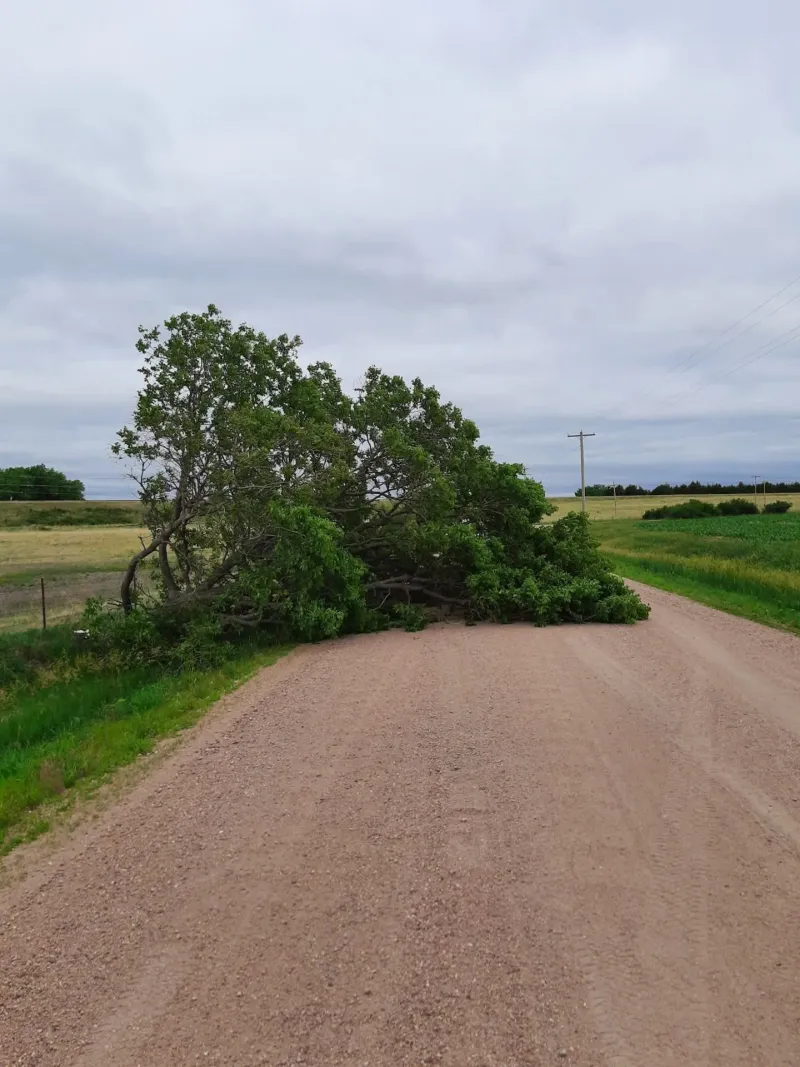 Sheriff seeks info about lawless 'lumberjack'