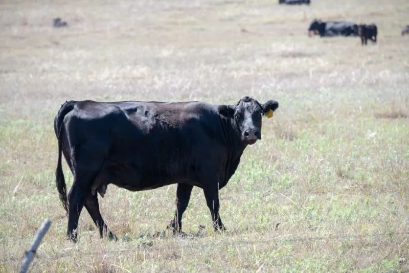 Strategic cowherd destocking to promote future rebuilding