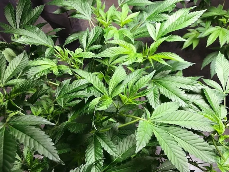 Trump wants hemp relief, E15 passage