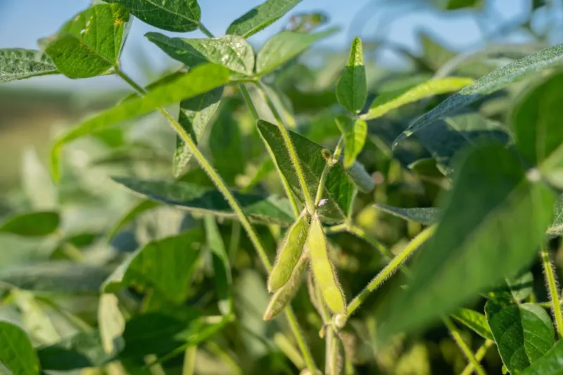 Supreme Court sides with Bayer, farm groups on Roundup