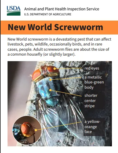 NCBA's Woodall at CCA on screwworm, alpha-gal, and beef demand