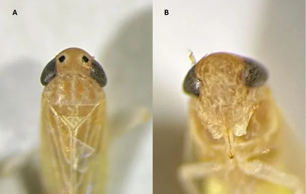 K-State steps up corn leafhopper monitoring after detections in Oklahoma