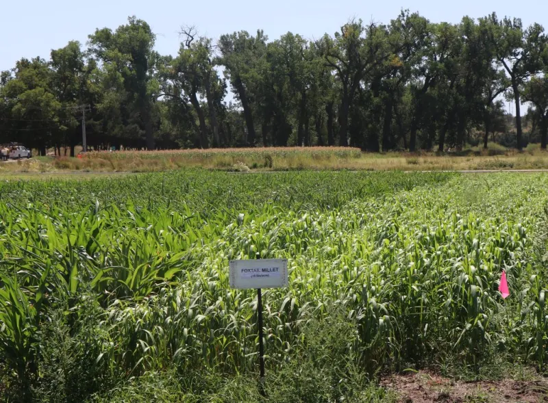 Annual forage options following irrigated winter wheat