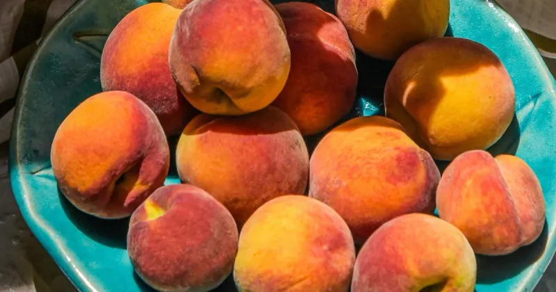 Columbus Noon Lions Club taking orders for Colorado Peaches until July 1