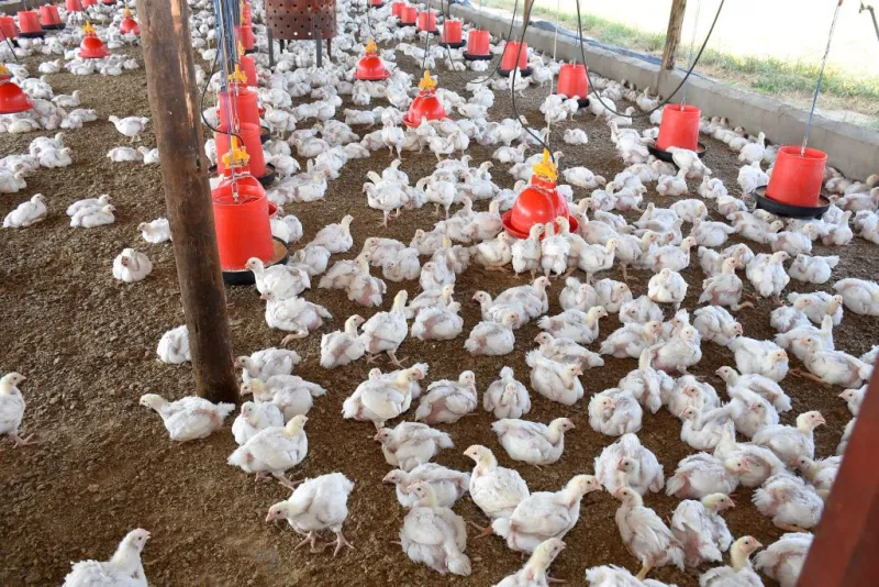 Australian poultry farms lock down after first bird flu cases detected
