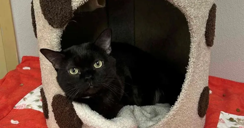 Paws for Pets: We are all busy, but every minute matters