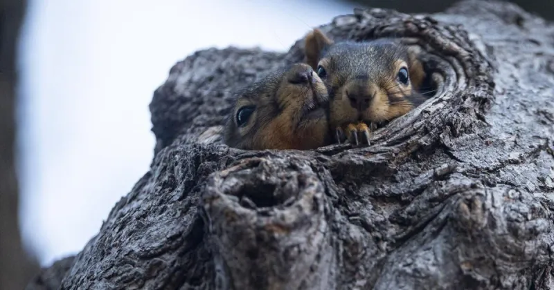 D. Jake Roberts: How many whiskers does a squirrel have?