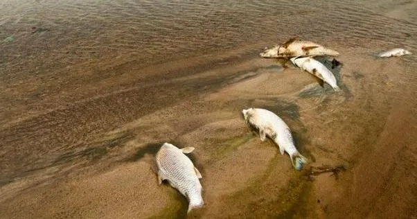 Fish kill occurs at Timber Point Lake in Butler County