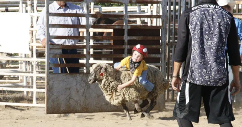 Mutton bustin' and rough stock rodeo kick off fair