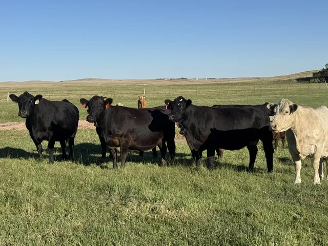 Bred heifers, grass, risk protection all key to herd rebuild