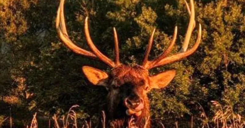 Nebraska big game permits are now available for purchase