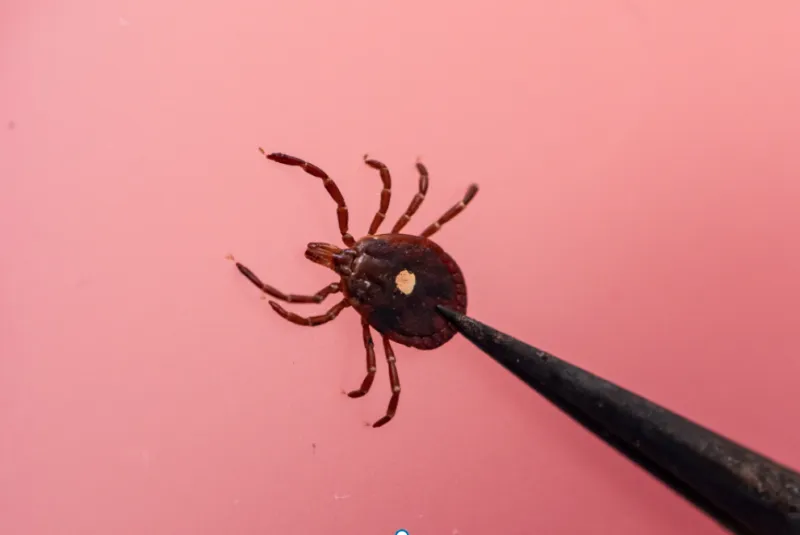 Mizzou leads the charge to protect Missouri's $4B cattle industry from tick threats