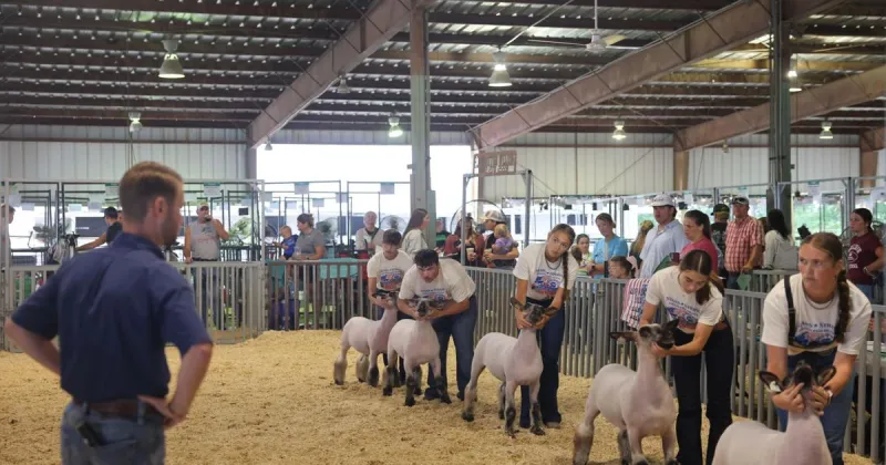 Reardon, Sanne senior sheep showmanship champs at Platte County Fair