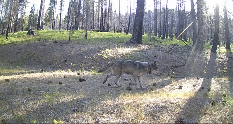 California wolves feed heavily on cattle, study finds