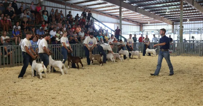 Goat showmanship senior champs cousins, intermediate champs sisters at Platte County Fair