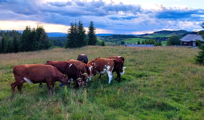 Expanding the dairy herd grazing perimeters in Norway with virtual fencing