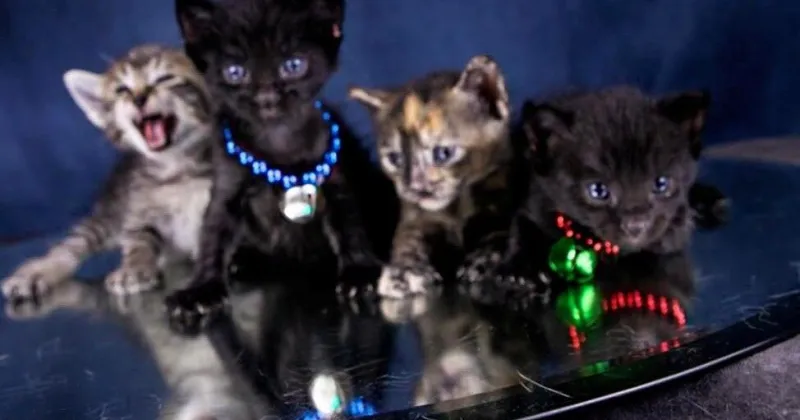 Paws for Pets: One cat can equal hundreds of kittens