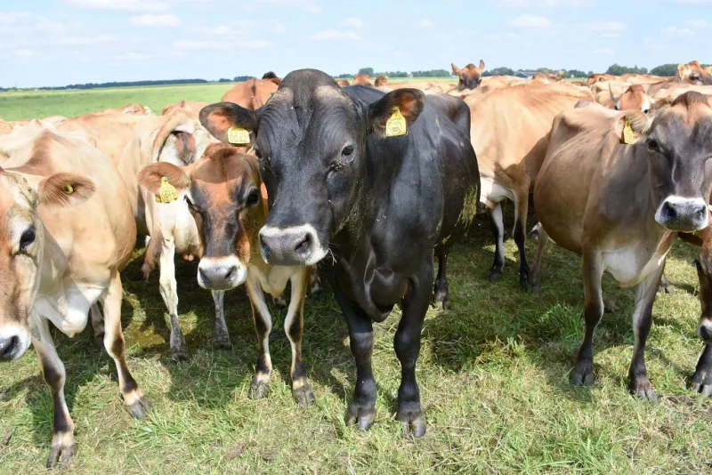 Heat stress can cause hidden threats that affect livestock performance