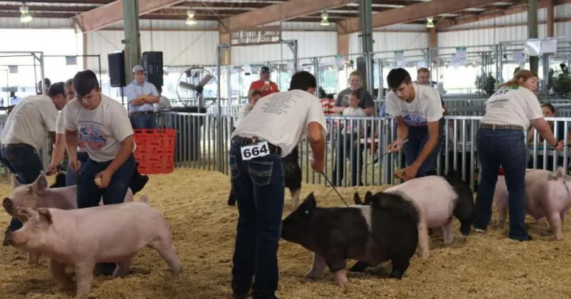 Platte County Fair swine showmanship champs Osten and Klug bring home bacon
