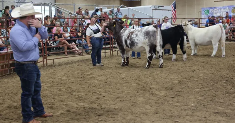 Practice, patience drive Platte County Fair's beef showmanship champions