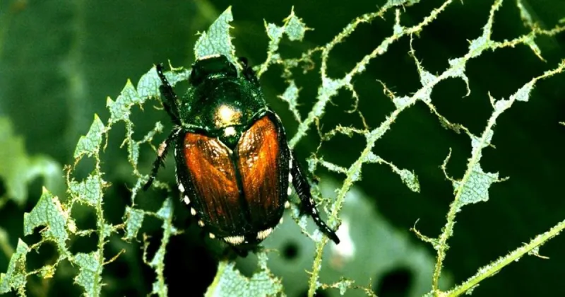 Jennifer Brhel: Japanese beetles bring calls; what's safe to eat?