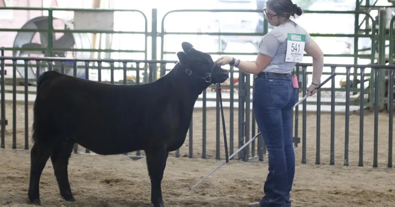 Lexington's Jaelin Wolfinger wins overall grand champion at feeder calf show at the Dawson County Fair