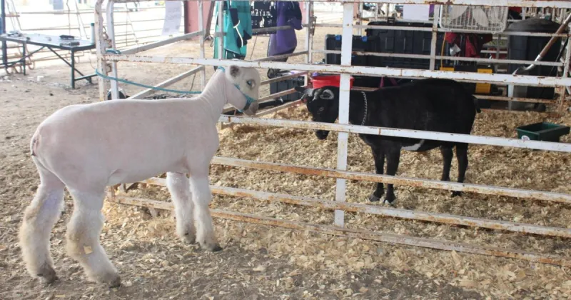 Farm first, table later for Lincoln County Fair sheep and goats